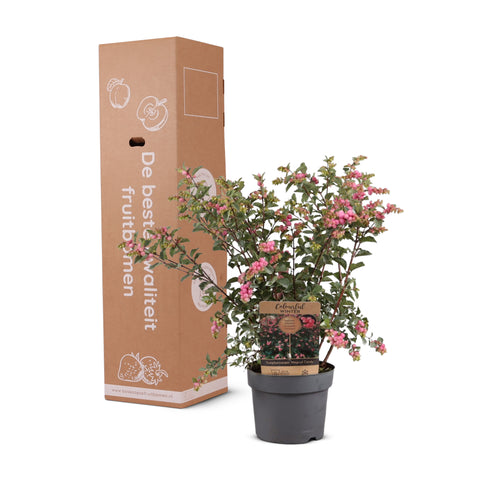 Symphoricarpos ‘Magical Sweet’