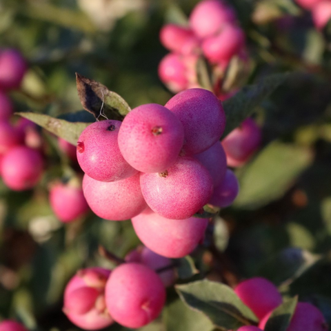 Symphoricarpos ‘Magical Sweet’