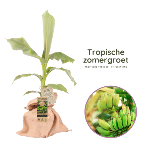 Ben je op zoek naar een leuk zomercadeau? Met deze tropische zomerboom kom je goed voor de dag. De prijs is € 25.50. Koop je zomercadeau snel bij Boskoopse Fruitbomen.