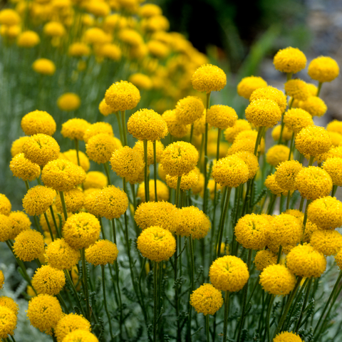 Tuinkruid Heiligenbloem, Santolina 'Chamaecyparissus' - set van 6 stuks