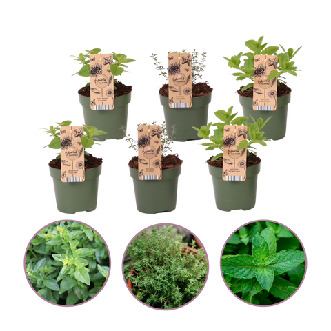Tuinkruiden Mix & Match - 6 stuks