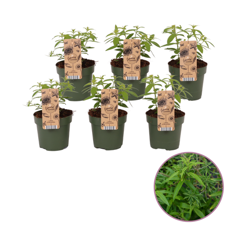 Tuinkruiden Citroenverbena, Lippia Citriodora