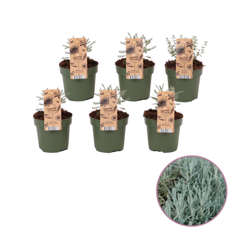 Tuinkruiden Heiligenbloem, Santolina 'Chamaecyparissus'