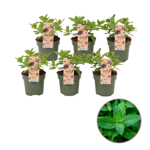 Tuinkruiden Marokkaanse Munt, Mentha 'Maroccan'