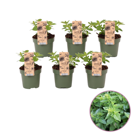 Tuinkruid Wilde Marjolein, Origanum 'Vulgare"