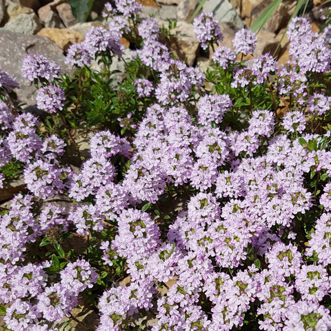 Tuinkruid Tijm, Thymus 'Vulgaris'