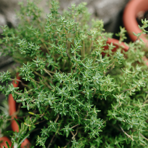 Tuinkruid Tijm, Thymus 'Vulgaris'