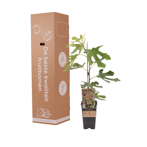 Vijgenplant, Ficus carica 'Miss Figgy'