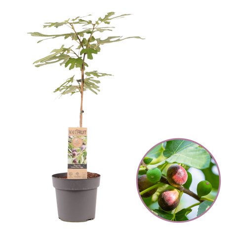 Vijgenboom, Ficus carica ‘Miss Figgy'