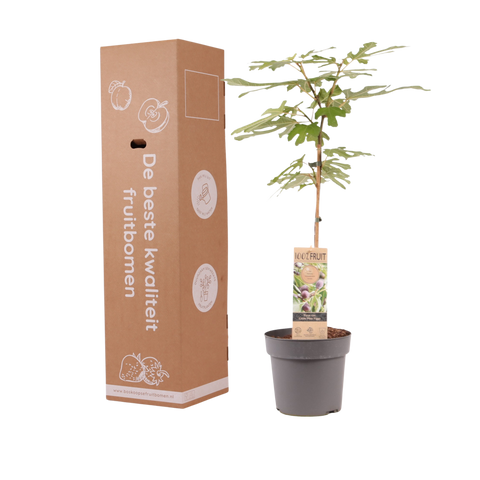 Vijgenboom, Ficus carica ‘Miss Figgy'