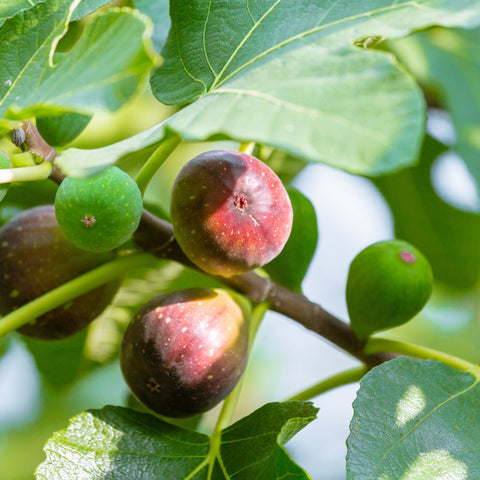 Vijgenboom, Ficus carica ‘Miss Figgy'