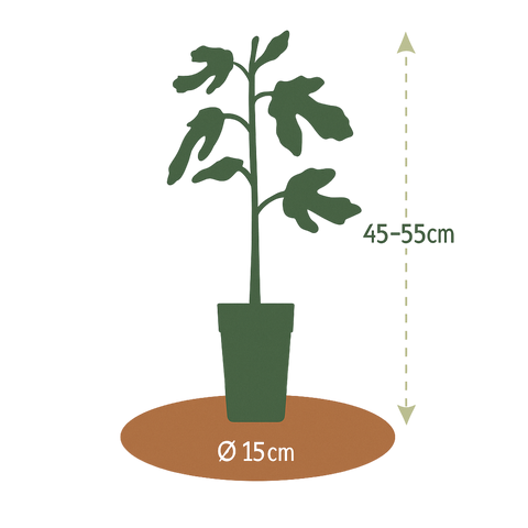 Vijgenplant, Ficus carica 'Miss Figgy'