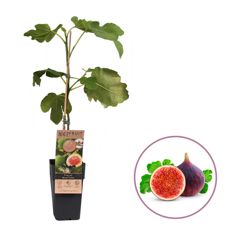 Vijgenplant, Ficus carica ‘Brown Turkey’