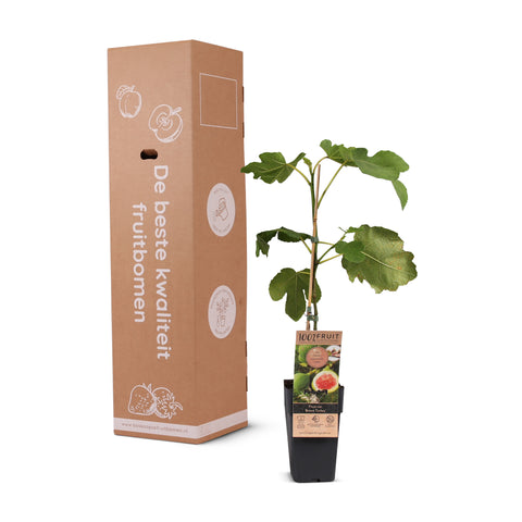 Exotische fruitplanten mix