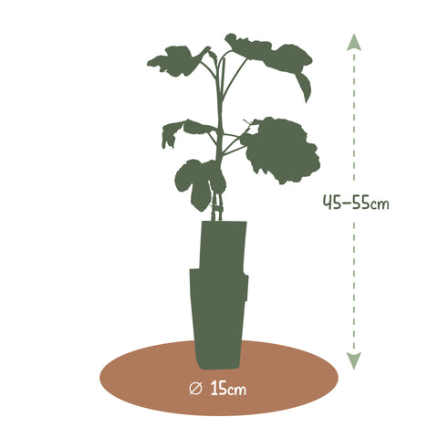 Exotische fruitplanten mix