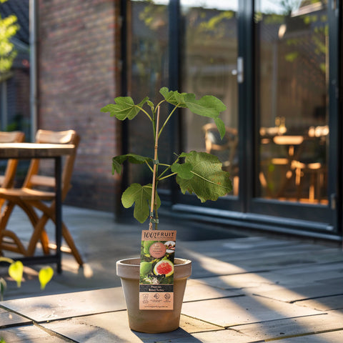Vijgenplant, Ficus carica ‘Brown Turkey’
