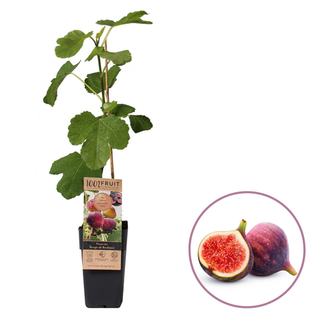 Vijgenplant, Ficus carica ‘Rouge de Bordeaux’