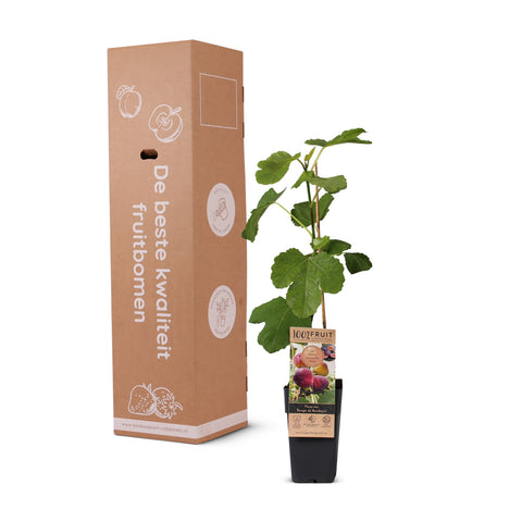 Vijgenplant, Ficus carica ‘Rouge de Bordeaux’