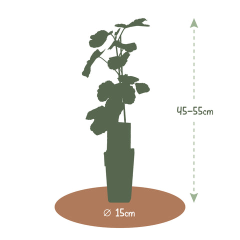 Exclusieve fruitplanten mix