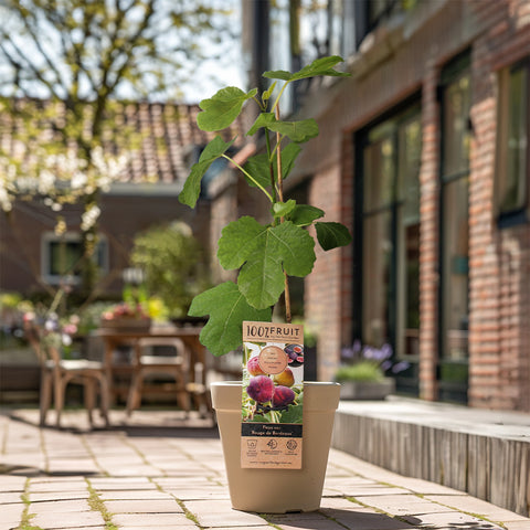 Vijgenplant, Ficus carica ‘Rouge de Bordeaux’