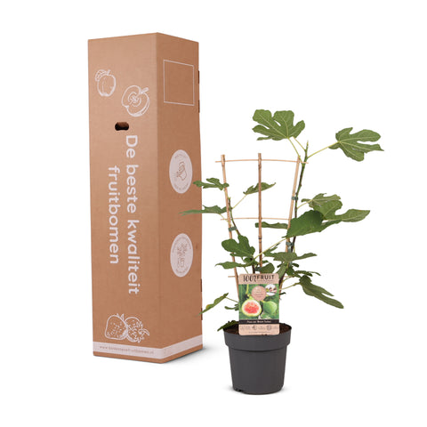 Vijgenplant, Ficus carica ‘Brown Turkey’