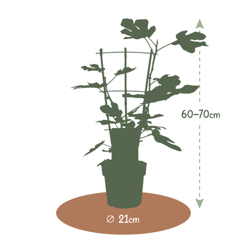 Vijgenplant, Ficus carica ‘Brown Turkey’