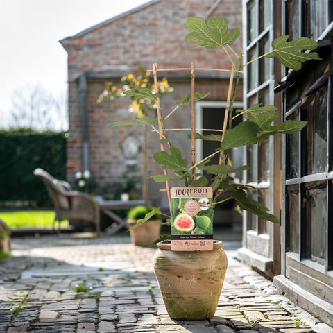 Vijgenplant, Ficus carica ‘Brown Turkey’