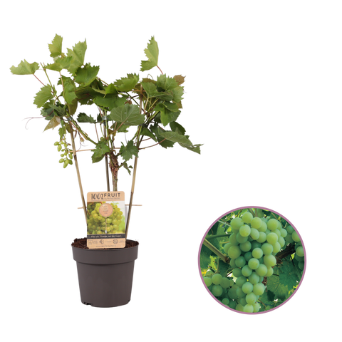 Druivenstruik, Vitis vinifera ‘Vroege van der Laan’ | Witte druif