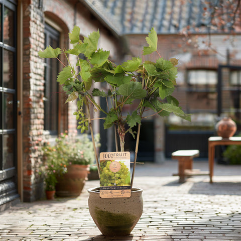 Druivenstruik, Vitis vinifera ‘Vroege van der Laan’ | Witte druif