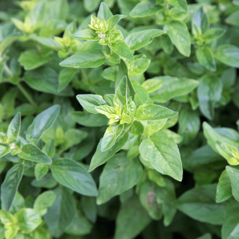 Tuinkruid Wilde Marjolein, Origanum 'Vulgare'