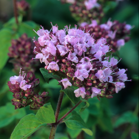 Tuinkruid Wilde Marjolein, Origanum 'Vulgare'