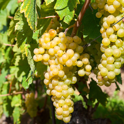 Witte druiven fruitplanten mix