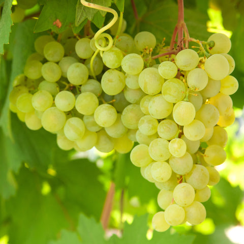 Witte druiven fruitplanten mix