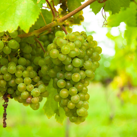 Witte druiven fruitplanten mix