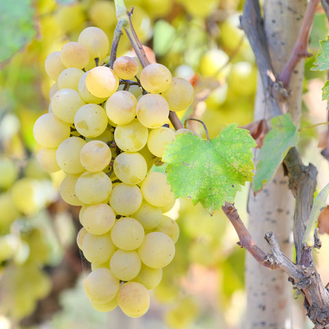 Witte druiven fruitplanten mix