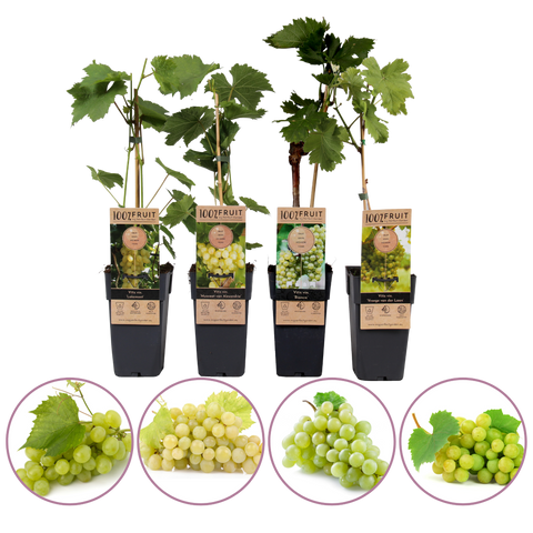 Witte druiven fruitplanten mix