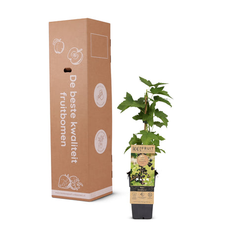 Aalbessen fruitplanten mix