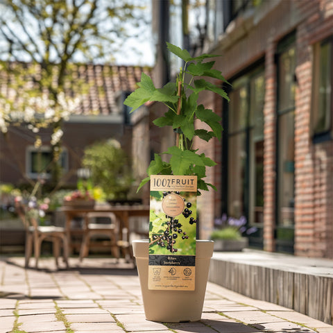 Aalbessen fruitplanten mix