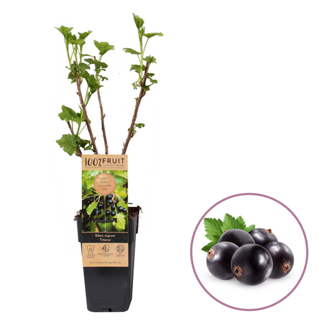 Zwarte bessenplant, Ribes nigrum ‘Titania’