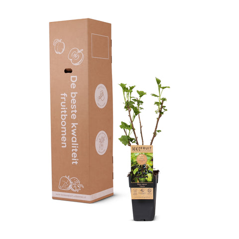 Zwarte bessenplant, Ribes nigrum ‘Titania’
