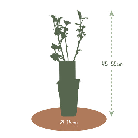 Zwarte bessenplant, Ribes nigrum ‘Titania’