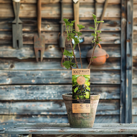 Zwarte bessenplant, Ribes nigrum ‘Titania’
