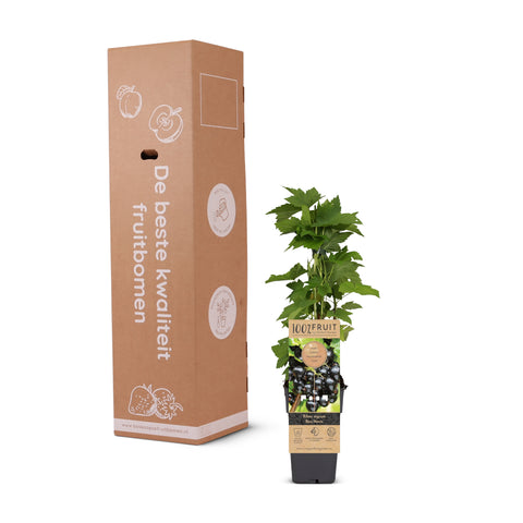 Zwarte bessenplant, Ribes nigrum ‘Ben Nevis’