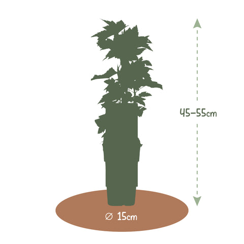 Zwarte bessenplant, Ribes nigrum ‘Ben Nevis’