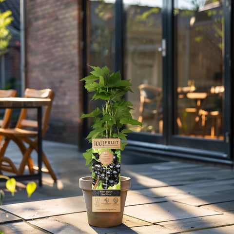 Zwarte bessenplant, Ribes nigrum ‘Ben Nevis’