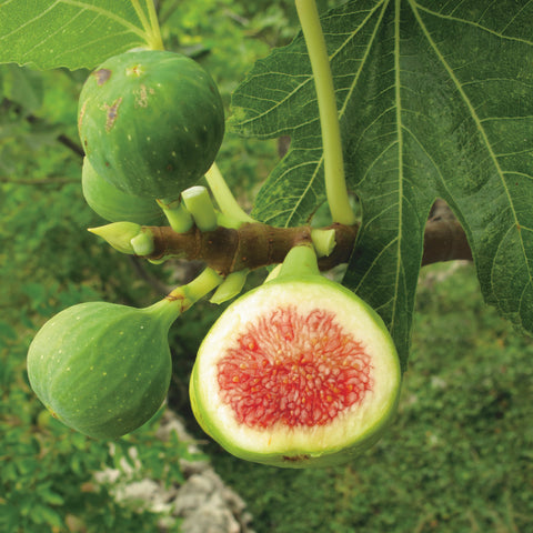 Vijgenplant, Ficus carica ‘Brown Turkey’