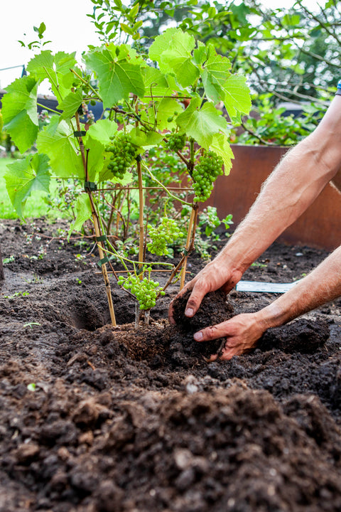 Vitis vinifera – Alle informatie over de druivenplant