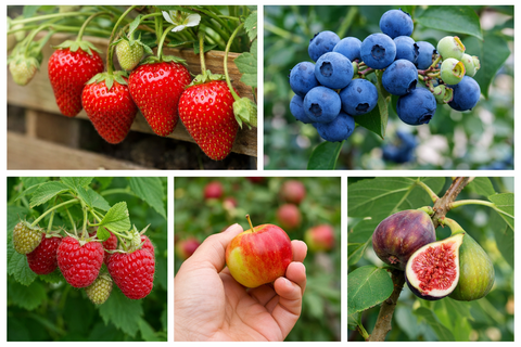 makkelijk fruit kweken: aardbeien, blauwe bessen, frambozen, appel en vijg uit eigen tuin