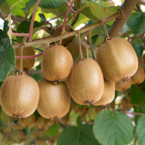 Vruchten van een Actinidia deliciosa, ookwel kiwiplant