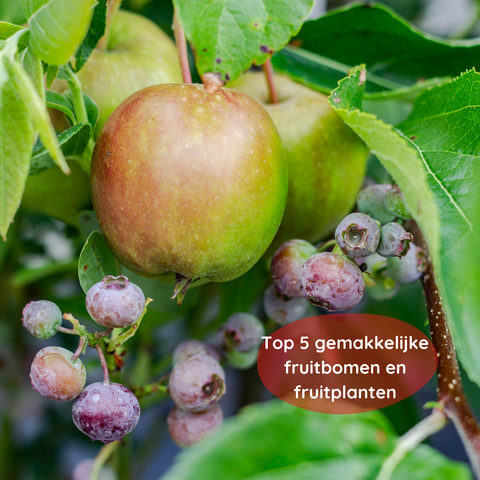 Top 5 gemakkelijke fruitbomen en fruitplanten